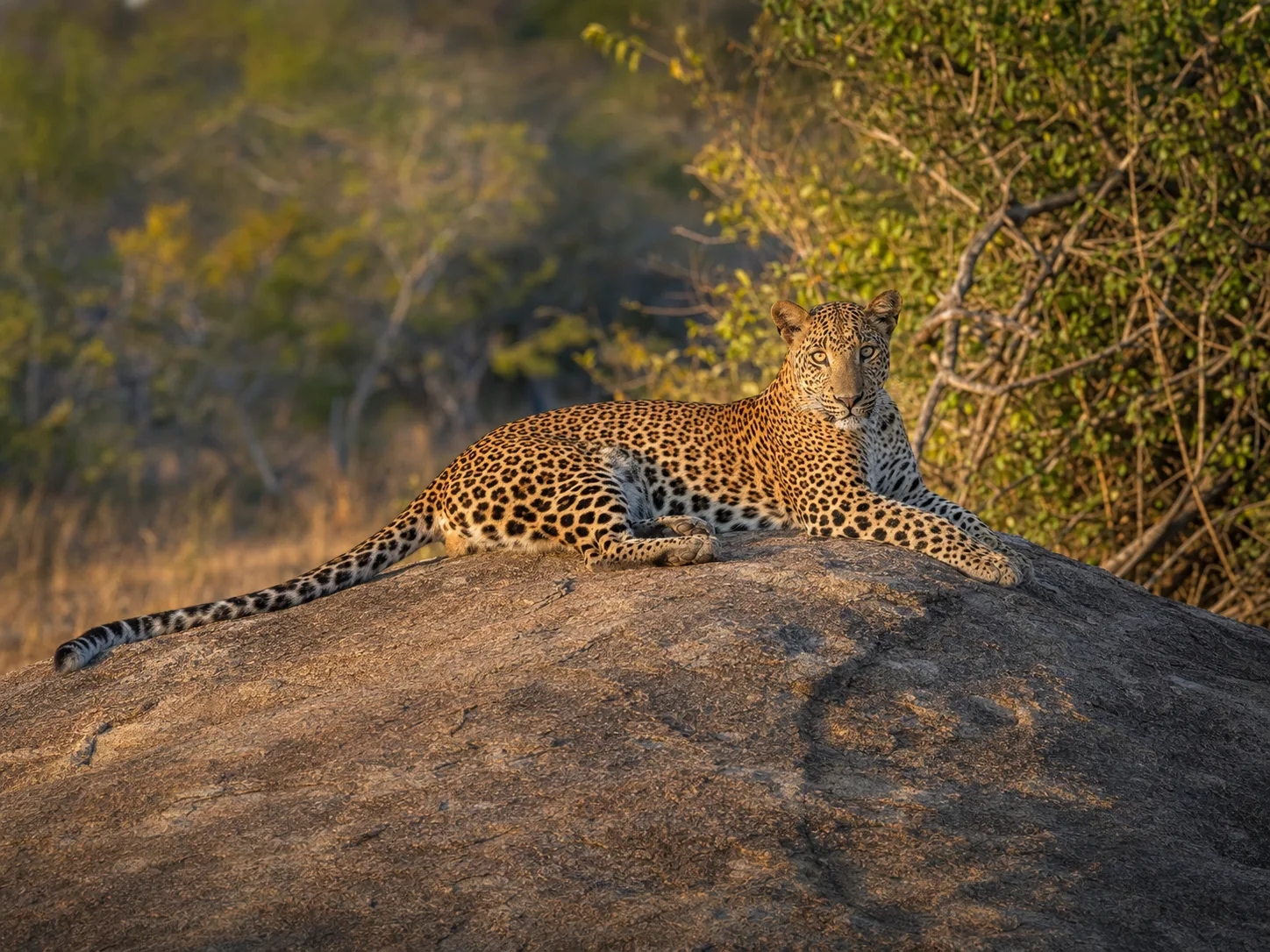 Sri Lankan leopard in warm morning light